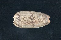 藏品(寡婦榧螺亞種)的圖片